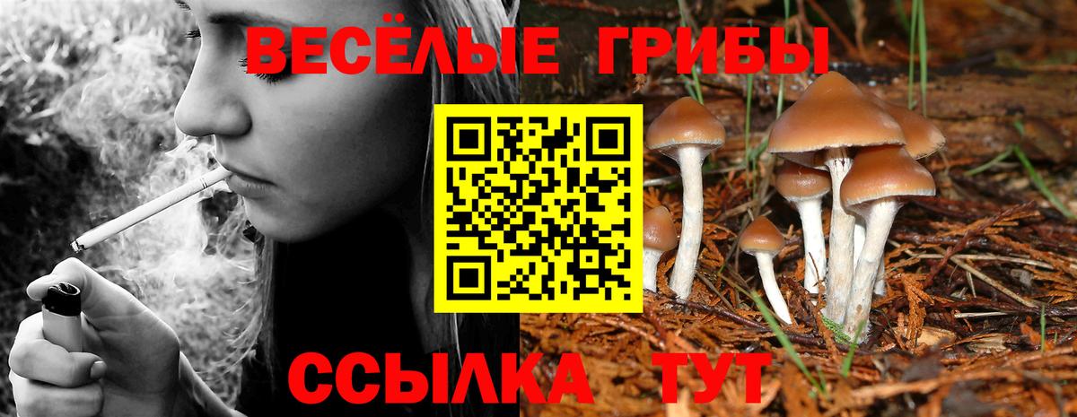 Псилоцибиновые грибы Psilocybine cubensis Шебекино